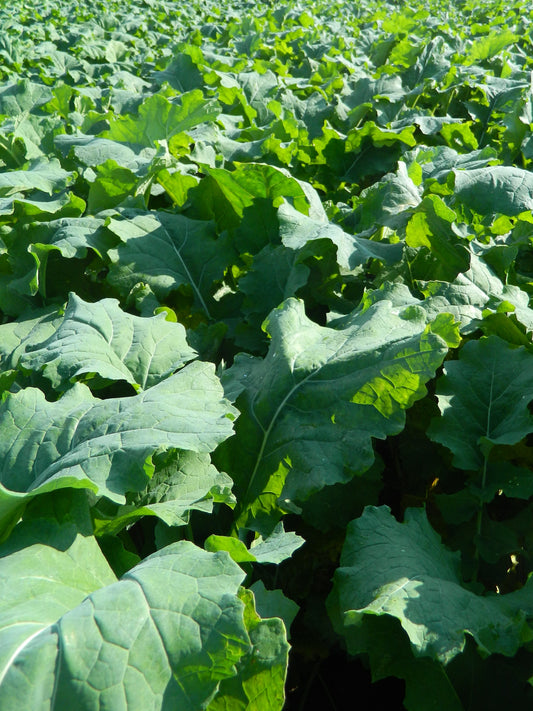 Forage Rape - Stego