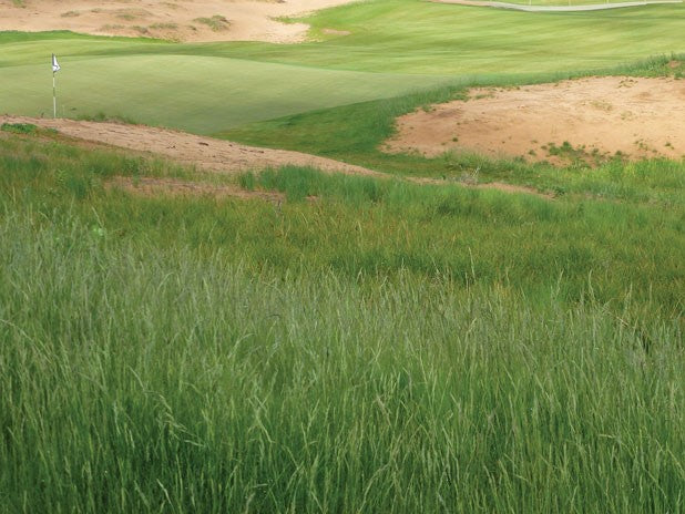 Light Rough Golf Golf Rough Mix – Grass Seed Direct