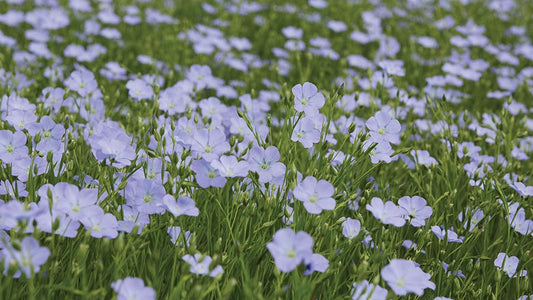 Miscellaneous Game Cover Crops