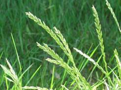 Dwarf Perennial Rye Grass