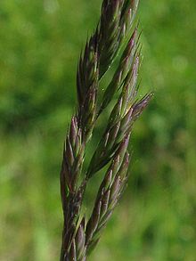 Slender Creeping Red Fescue Grass