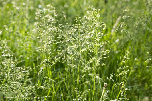 Smooth Stalked Meadow Grass