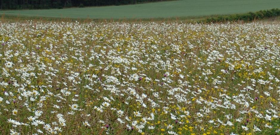 Wildflower Mixes (WF1 / BPN)