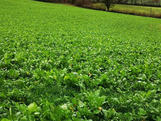 Turnips & Swede